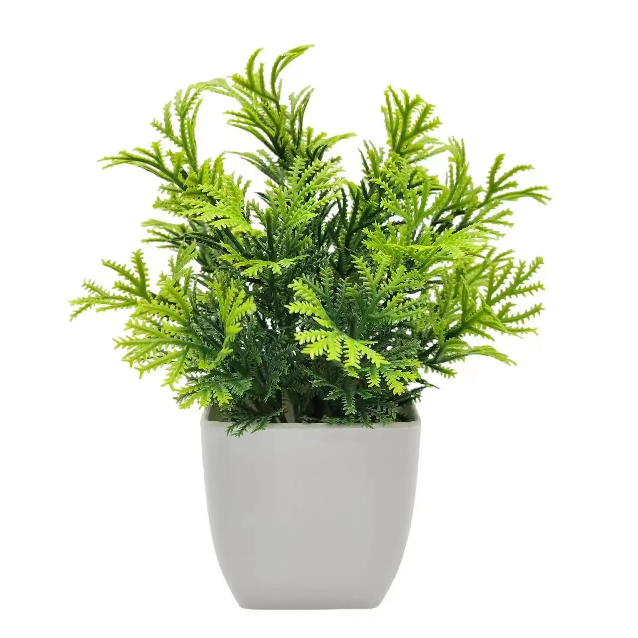 Small House Plant